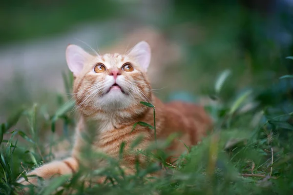 草の中に横たわる美しい若い赤いタビー猫 夏の自然屋外 — ストック写真