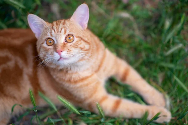 자연의 풀밭에 아름다운 식탁보 고양이 — 스톡 사진