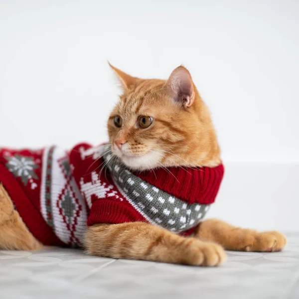 Fashion Red Tabby Cat Wearing Knitted Red Sweater Deer Ready — Stock Photo, Image