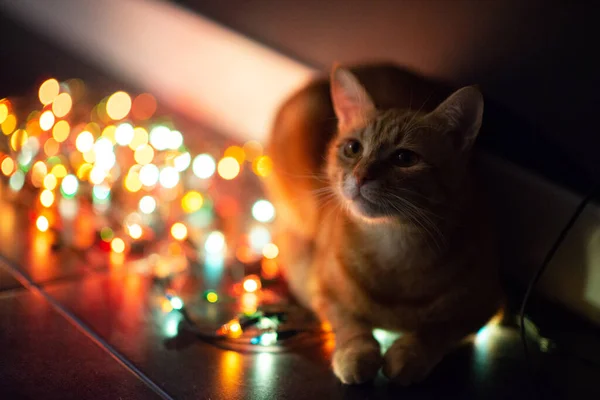 Piękny Młody Pomarańczowy Kotek Tabby Bawi Się Wystrojem Lampkami Świątecznymi — Zdjęcie stockowe