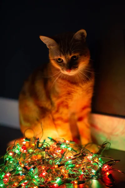 Güzel Genç Turuncu Tekir Kedi Noel Işıklarıyla Oynuyor Yazlık Dekorasyonu — Stok fotoğraf