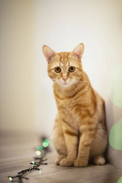 Mooie Jonge Oranje Tabby Kat Speelt Met Decor Met Kerstverlichting — Stockfoto