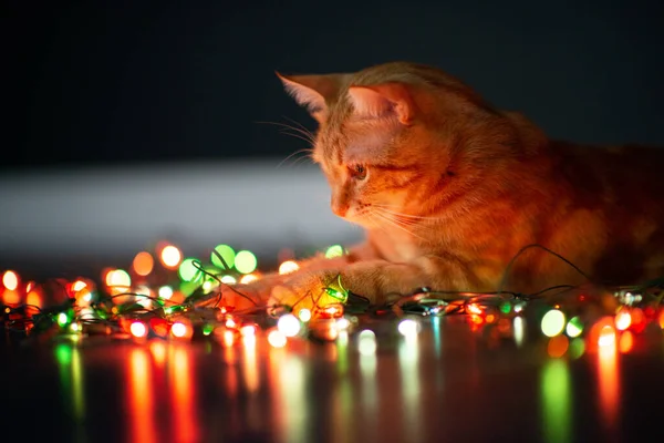 Beautiful Young Orange Tabby Cat Plays Decor Christmas Lights Holiday — Stock Photo, Image