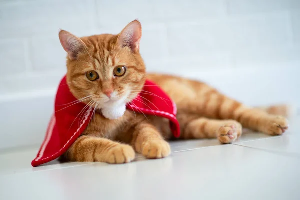 Moda Gato Tabby Rojo Con Traje Rojo Listo Para Año — Foto de Stock