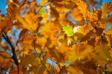 Güneşli bir günde canlı sarı sonbahar meşesi yaprakları. Turuncu yapraklarla kaplı doğal, yumuşak, güzel bir arka plan, temiz mavi gökyüzü. Doğanın solgunluğu Kasım 'da