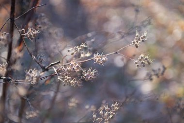 Yapraksız kuru dallar, doğal yumuşak, güzel bir arka plan. Doğanın solgunluğu Kasım 'da