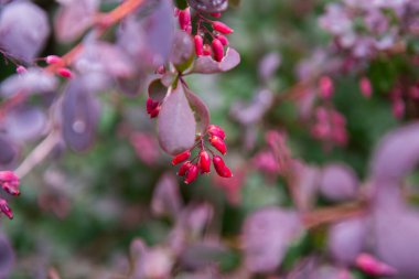 Yaz bahçesinde yetişen böğürtlen çalısı, yapraklı dallar ve olgun meyveler, yağmurdan sonra