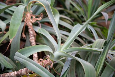 Özenli, ayrıntılı, yumuşak odaklı