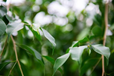 Ficus Benjamin, detay, yumuşak odaklanma