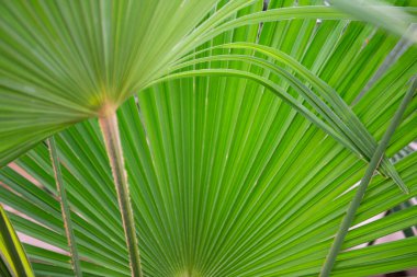 Palmiye ağacı, detay, yumuşak odak