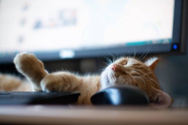 Güzel, genç, kızıl tekir kedi iyi beslenmiş ve tatmin olmuş klavyenin, bilgisayar faresinin ve monitörün yanındaki iş yerinde uyuyor.. 