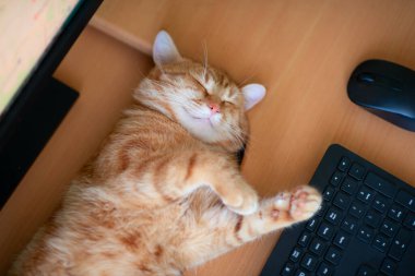 Güzel, genç, kızıl tekir kedi iyi beslenmiş ve tatmin olmuş klavyenin, bilgisayar faresinin ve monitörün yanındaki iş yerinde uyuyor.. 