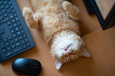 Güzel, genç, kızıl tekir kedi iyi beslenmiş ve tatmin olmuş klavyenin, bilgisayar faresinin ve monitörün yanındaki iş yerinde uyuyor.. 