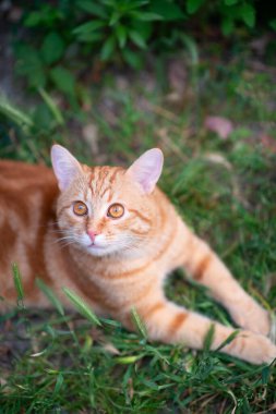 Güzel kırmızı tekir kedi çimenlerde yatıyor, yaz doğası böyle.