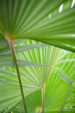 Palmiye ağacı, detay, yumuşak odak, ayrıntı