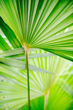 Palmiye ağacı, detay, yumuşak odak, ayrıntı
