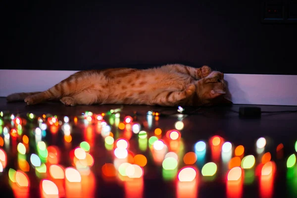 Молодая Оранжевая Кошка Тэбби Играет Декором Рождественскими Огнями Украшая Дом — стоковое фото