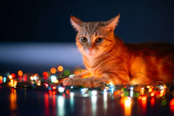 Beautiful Young Orange Tabby Cat Plays Decor Christmas Lights Holiday — Stock Photo, Image