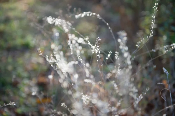 Naturalne Miękkie Piękne Tło Suchą Trawą Jesienną Słoneczny Dzień Miękkie — Zdjęcie stockowe