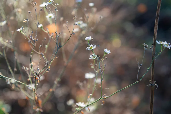 Naturalne Miękkie Piękne Tło Jesienną Trawą Kwiatami Słoneczny Dzień Miękkie — Zdjęcie stockowe