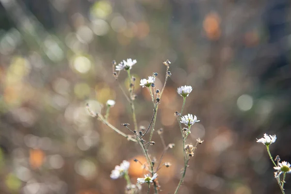 Naturel Doux Beau Fond Avec Herbe Automne Des Fleurs Journée — Photo