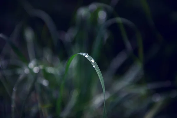 Naturlig Mjuk Vacker Bakgrund Gräs Med Dagg Eller Droppar Vatten — Stockfoto