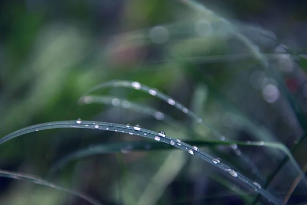 Natural Soft Beautiful Background Grass Dew Drops Water Rain Soft — Stock Photo, Image