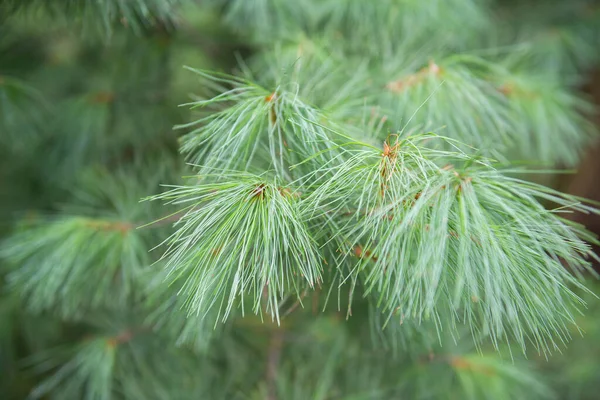 Naturale Morbido Sfondo Bello Con Cedro — Foto Stock