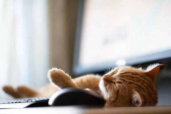 아름다운 고양이 키보드 마우스 모니터 모니터 집에서 — 스톡 사진