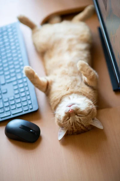 美しい若い生姜のタビー猫よく供給し キーボード Pcのマウスとモニター画面の横に自宅作業場で満足睡眠 — ストック写真