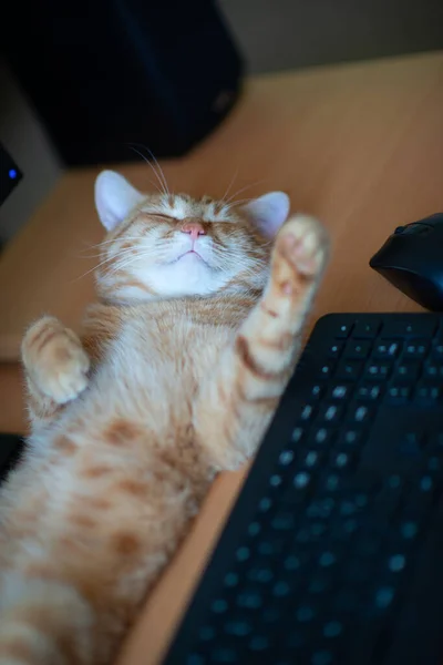 Bela Jovem Gengibre Tabby Gato Bem Alimentado Satisfeito Dorme Casa — Fotografia de Stock