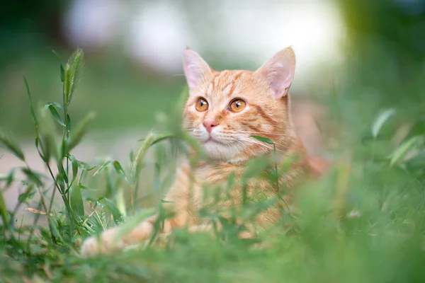 Hermoso Gato Tabby Rojo Joven Acostado Hierba Naturaleza Verano Aire —  Fotos de Stock