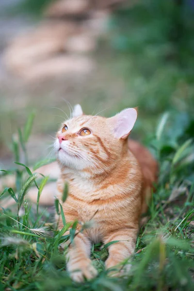Красива Молода Червона Кішка Таббі Лежить Траві Літня Природа Відкритому — стокове фото