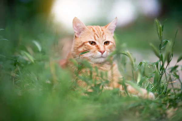 Beautiful Young Red Tabby Cat Lying Grass Summer Nature Outdoor — Stock Photo, Image