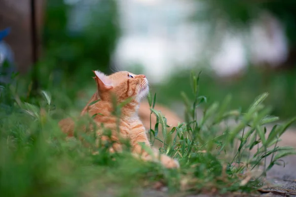 Beautiful Young Red Tabby Cat Lying Grass Summer Nature Outdoor — Stock Photo, Image