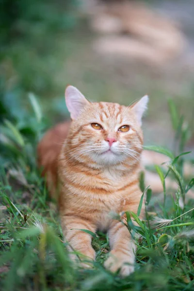 Güzel Kırmızı Tekir Kedi Çimenlerde Yatıyor Yaz Doğası Böyle — Stok fotoğraf