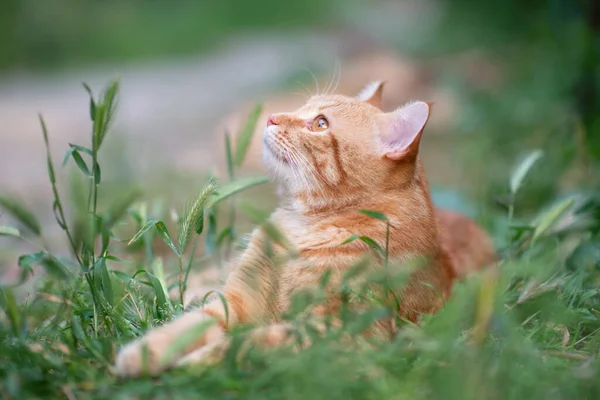 Krásná Mladá Červená Kočka Ležící Trávě Letní Příroda Venku — Stock fotografie