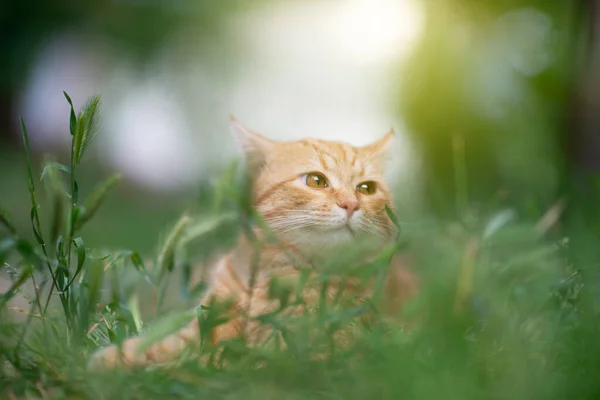 Linda Jovem Gato Tabby Vermelho Deitado Grama Natureza Verão Livre — Fotografia de Stock