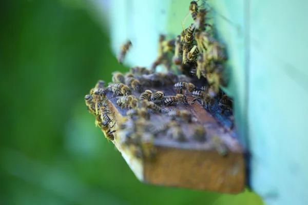 Colmena de madera y abejas —  Fotos de Stock