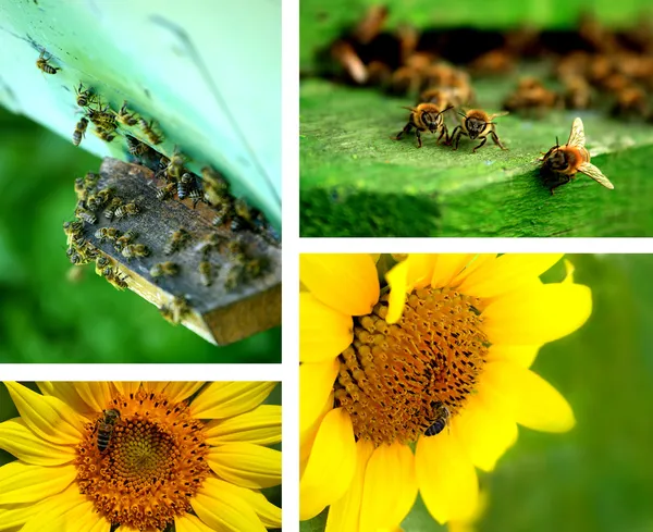 Collage de verano — Foto de Stock