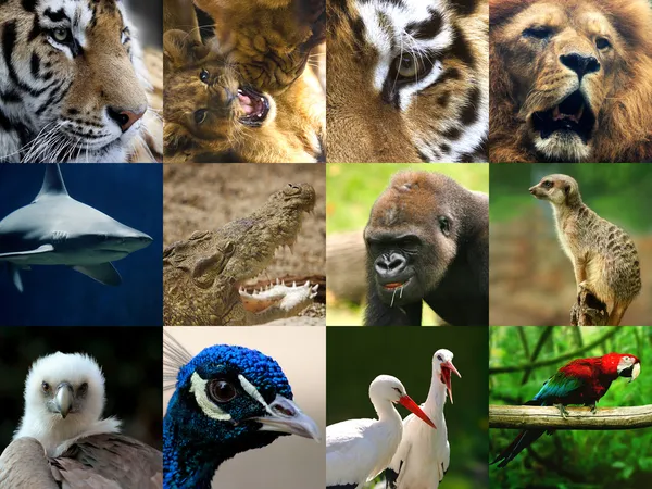 Wildlife collage — Stock Photo, Image