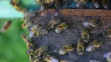 Arılar iş başında