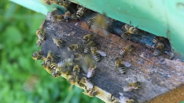 Beehive — Stock video