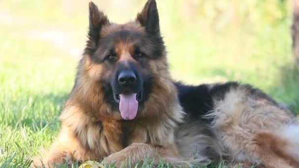 Berger allemand