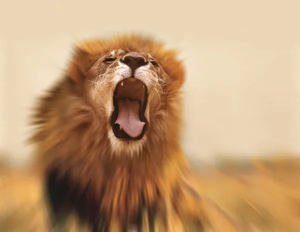 Lion — Stock Photo, Image