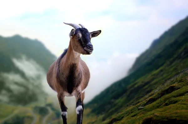 Bergziege — Stockfoto