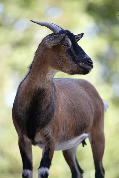 Koza — Stock fotografie