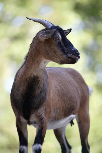 Goat — Stock Photo, Image