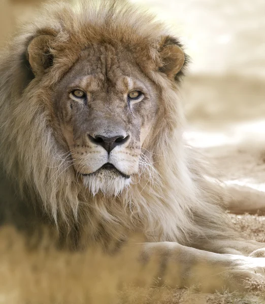 Aslan