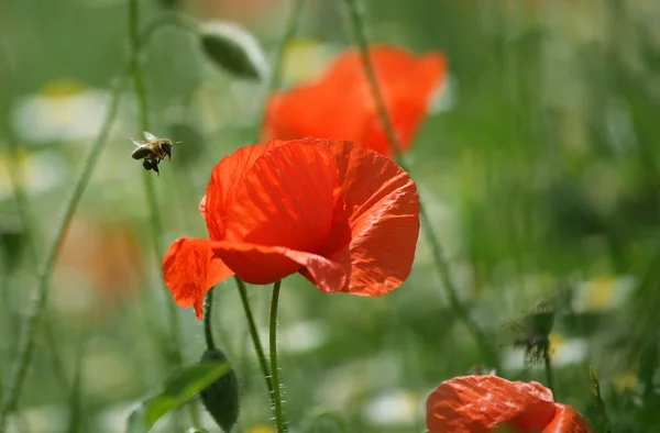 Bee en papaver bloem — Stockfoto